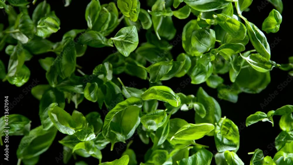 Super Slow Motion Shot of Flying Tasty Basil Leaves Isolated on Black Background at 1000 fps. Super Slow Motion Shot of Flying Tasty Basil Leaves Isolated on Black Background at 1000 fps.