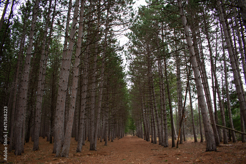 Obraz premium trees in the forest