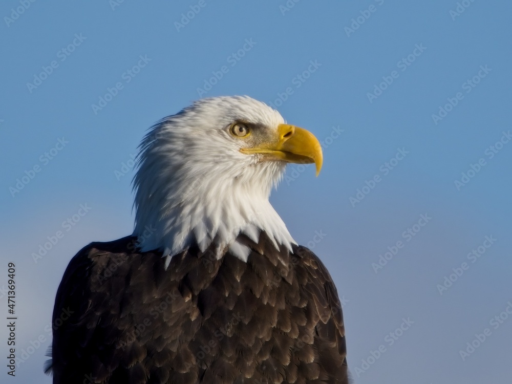 Close-up of a Bald eagle against blue sky Close-up of a Bald eagle against blue sky