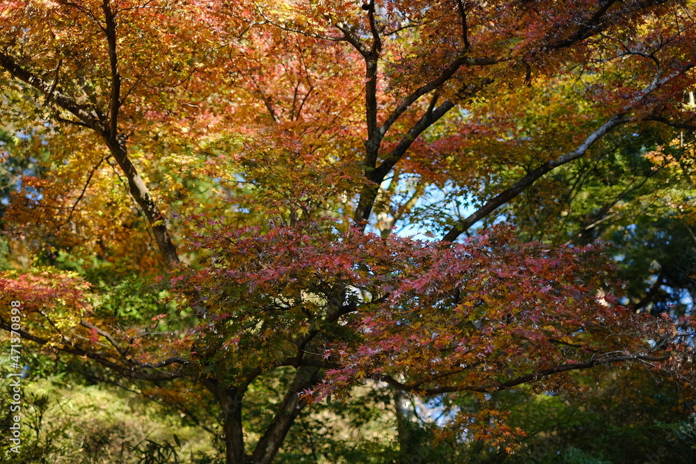 紅葉