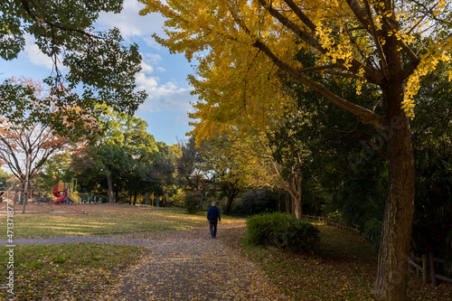 秋の公園で散歩しているシニア男性と黄色い銀杏の木の風景 © zheng qiang
