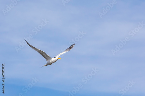 A royal tern (Thalasseus maximus) in flight with wings spread against a blue sky in Ponte Vedra Beach, Florida.