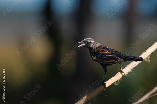A red-winged blackbird (Agelaius phoeniceaus) perched on a bare branch in St. Augustine, Florida. © regis