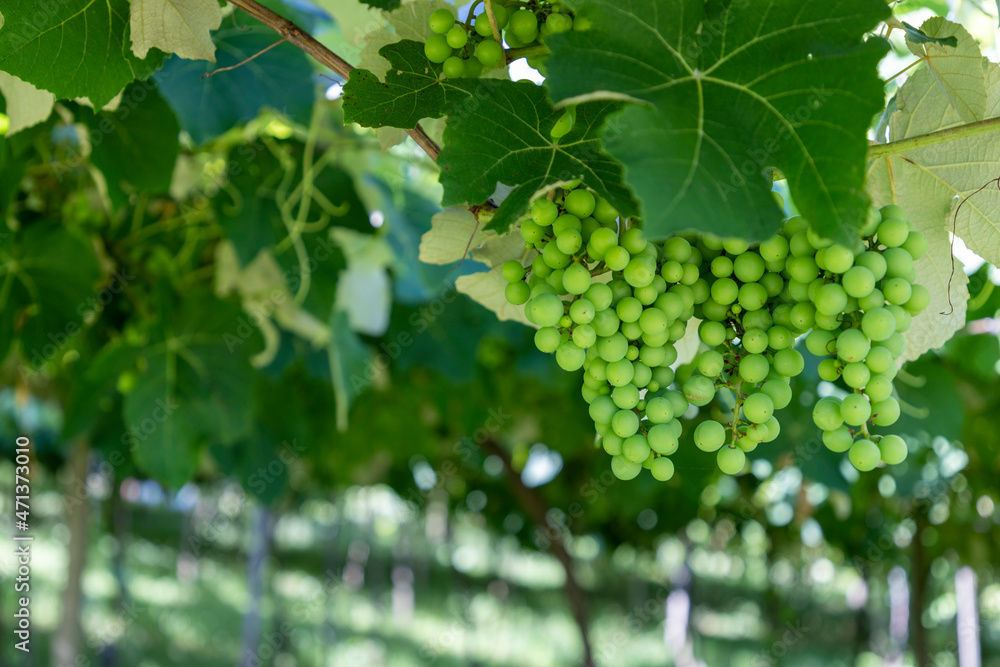 bunches of green grapes on the vine bunches of green grapes on the vine