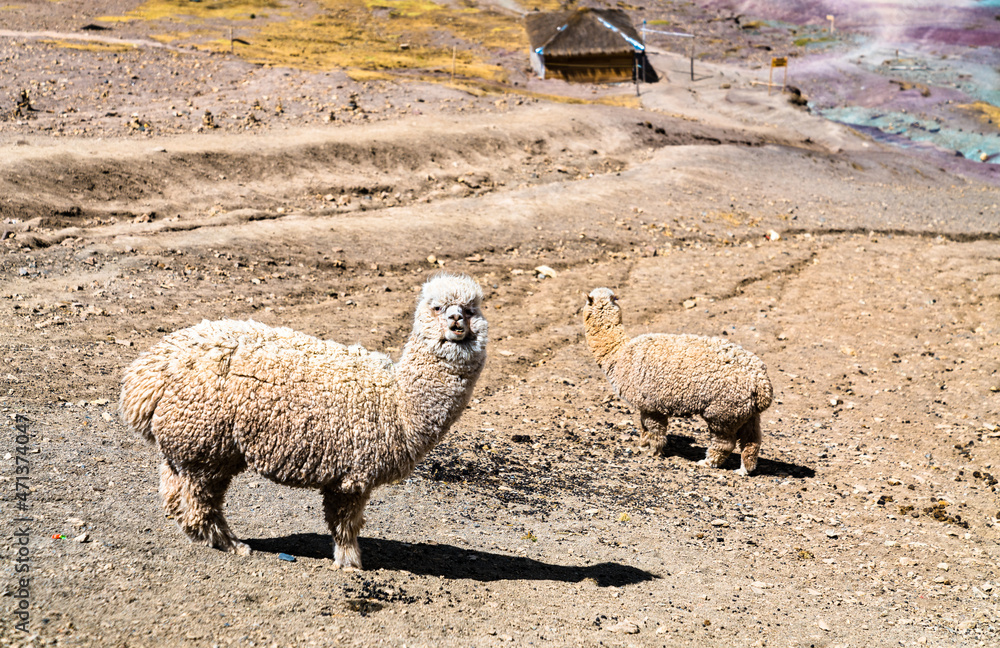 Fototapeta premium Alpacas at Vinicunca rainbow mountain in Cusco region of Peru