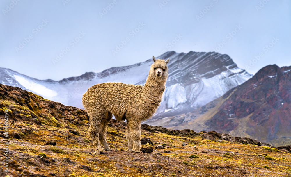 Fototapeta premium Alpaca at Vinicunca rainbow mountain in Cusco region of Peru