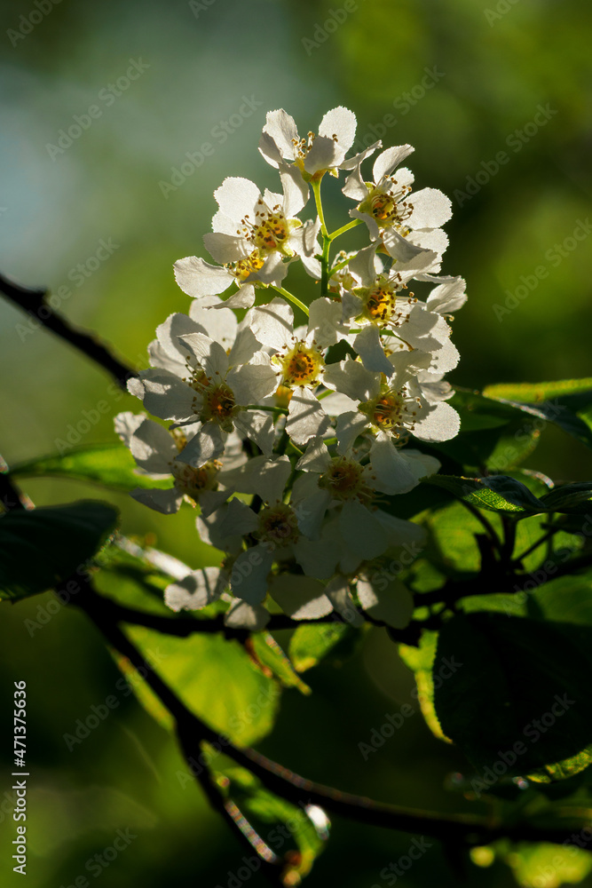 Grape white flowers on a twig with green leaves.