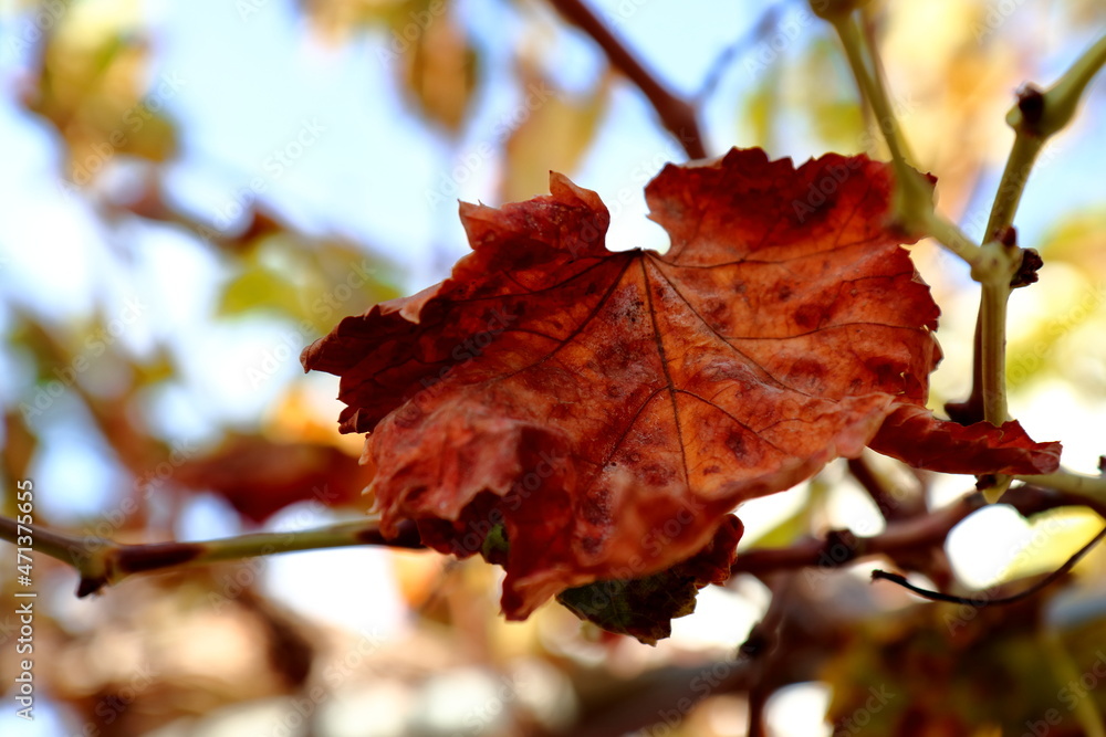 Autumn is the time of flowers charm. Autumn is the time of flowers charm.