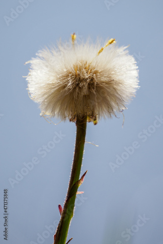 Fototapeta Naklejka Na Ścianę i Meble -  Coltsfoot seeds on a stalk in nature.