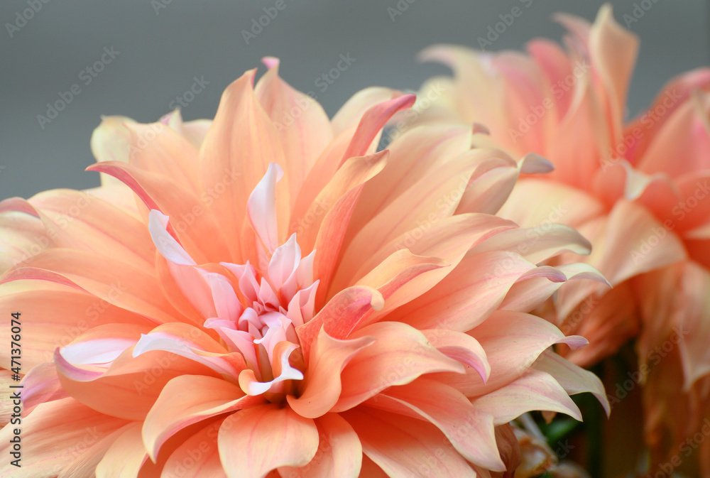 Pink Dahlia flowers from bushy, tuberous, herbaceous perennial plants. Howrah, West Bengal, India. Pink Dahlia flowers from bushy, tuberous, herbaceous perennial plants. Howrah, West Bengal, India.