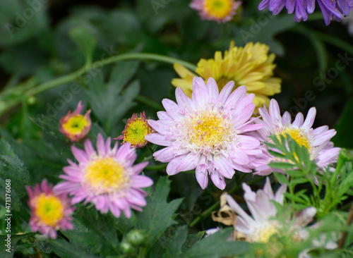 Chrysanthemums  often called mums or chrysanths  flowering plants. Beautiful flowers shot at Howrah  West Bengal  India