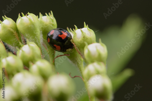 Ladybugs of different colors inhabit wild plants