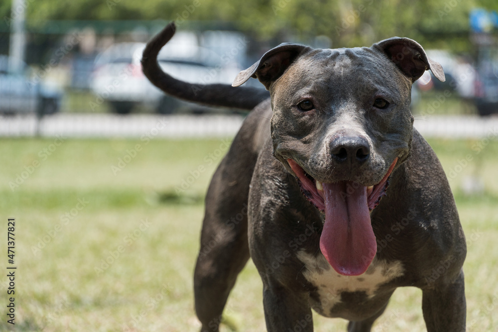 Pit bull dog playing in the park on a sunny day. Selective focus