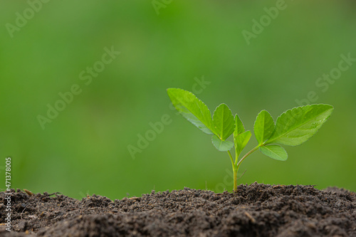 close up picture of the sapling of the plant is growing