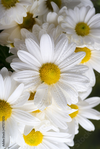 lovely chrysanthemum flowers in the foreground and background.