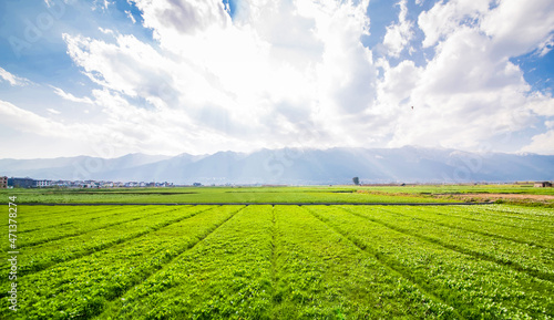 big green farmland with sunny sky