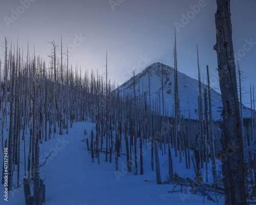 View of a snowy and cloudy mountain peak on a background of pink sunrise, in the foreground a dead forest