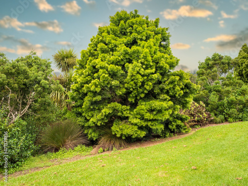 View of East African Yellowwood Afrocarpus falcatus tree photo