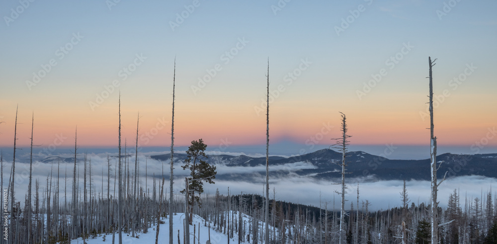 View of a snowy and cloudy mountain peak on a background of pink sunrise, in the foreground a dead forest View of a snowy and cloudy mountain peak on a background of pink sunrise, in the foreground a dead forest