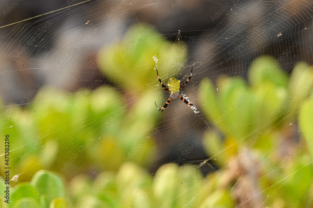 Hawaiian garden spider, Argiope appensa orb-weaving