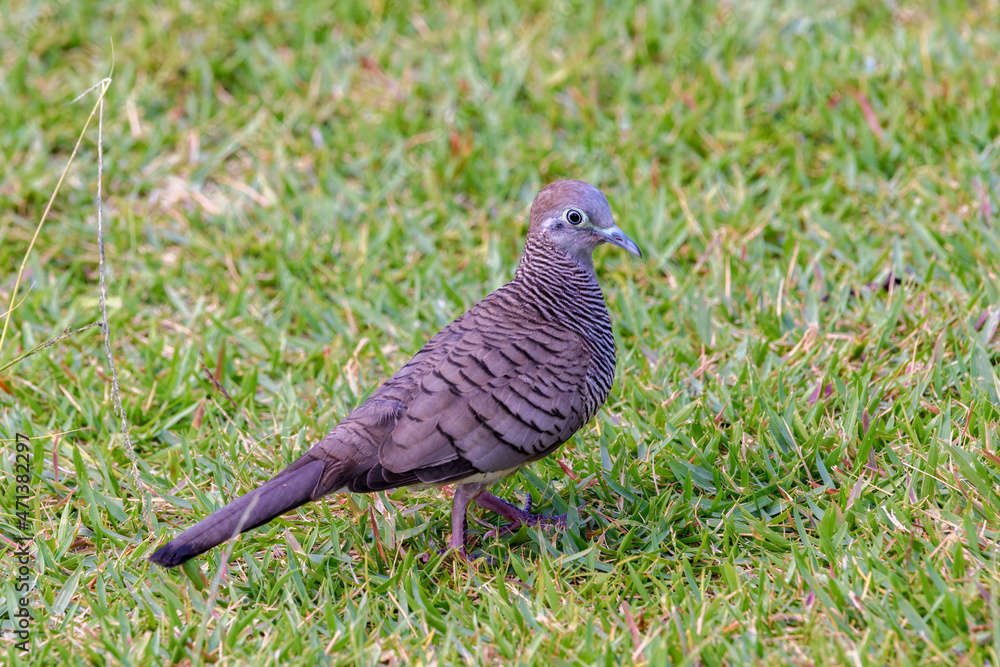 Naklejka premium Zebra dove (Geopelia striata), barred ground dove, or barred dove