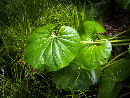 View of green Leopard-Plant Farfugium japonicum leaves photo