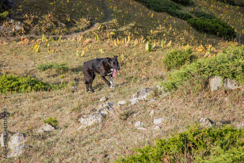 A dog walking in the slightly grassy hills