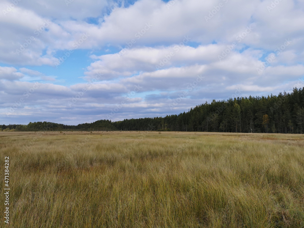 Tall, dry grass growing in a swamp, against the background of a forest and a beautiful sky with clouds..