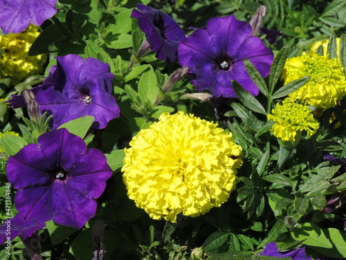 Yellow and purple flowers