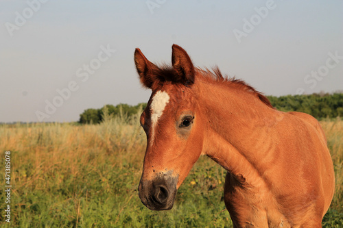 Red foal close-up, natural background
