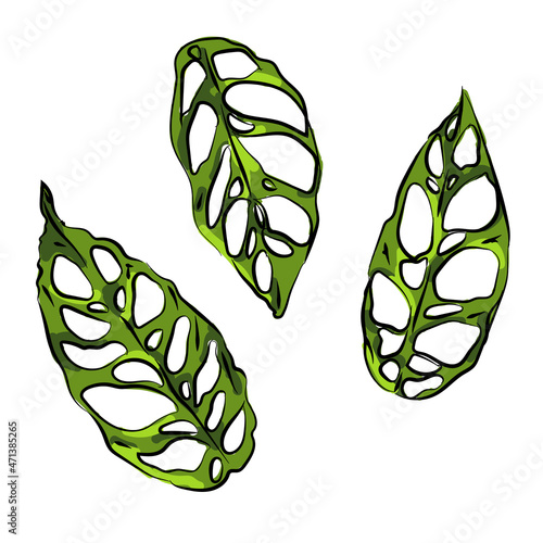 monstera obliqua adensonii swiss cheese plant leaf hand drawing sketch green color illustration doodle isolated black foliage tropical exotic house plant