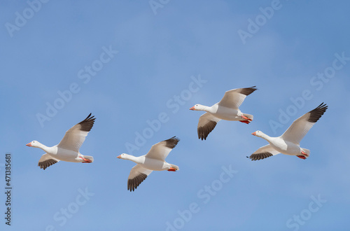 Flying Snow goose