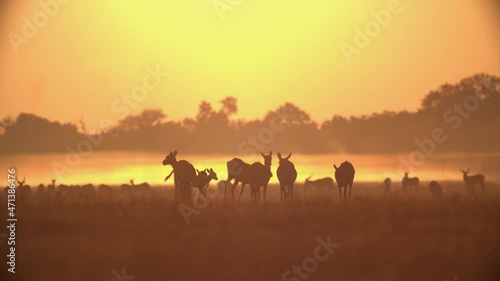 Silhouette shot of antelope grazing at sunset photo