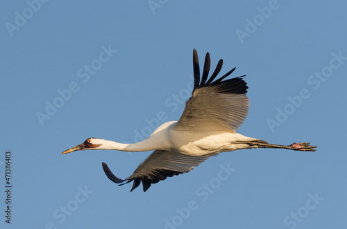Whooping crane in Flight