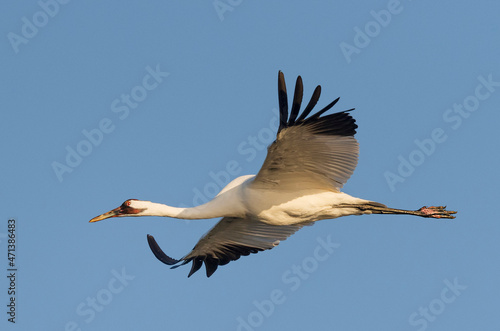 Whooping crane in Flight photo