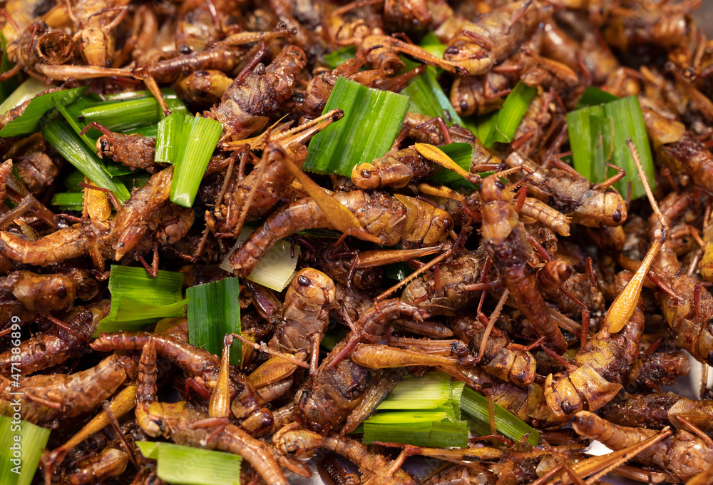 Close-up of a famous crispy fried insects street food of Thailand. Close-up of a famous crispy fried insects street food of Thailand.