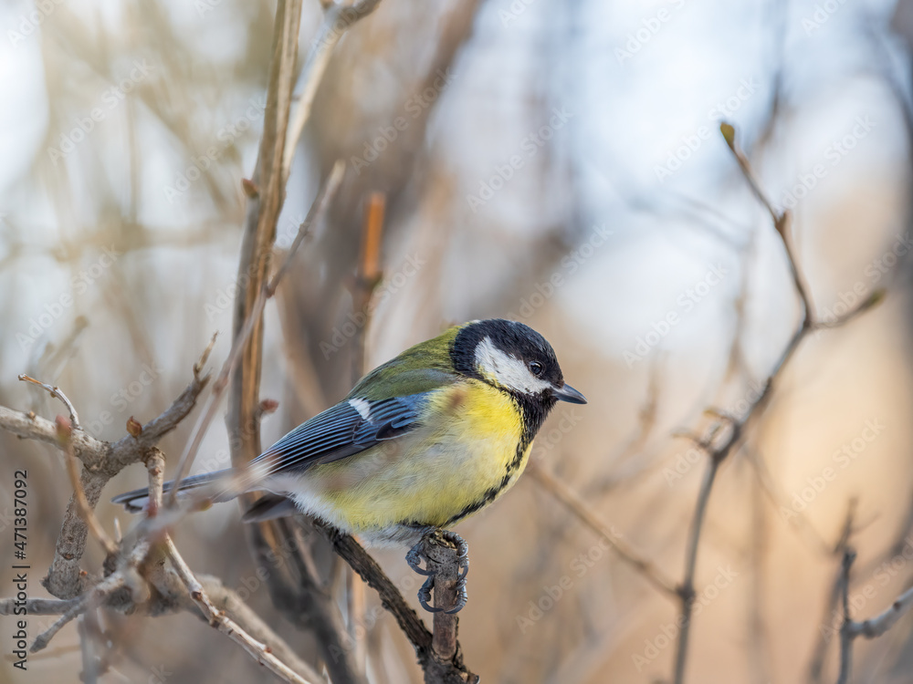 Cute bird Great tit, songbird sitting on a branch without leaves in the autumn or winter. Cute bird Great tit, songbird sitting on a branch without leaves in the autumn or winter.
