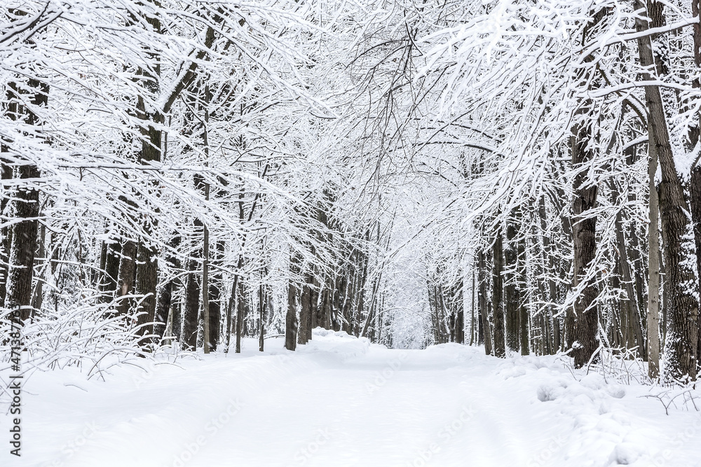 Fototapeta premium road through snow-covered beech tree forest. winter wonderland.