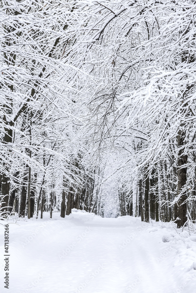 Obraz premium beautiful snow-covered road in winter beech forest. winter park in snow.