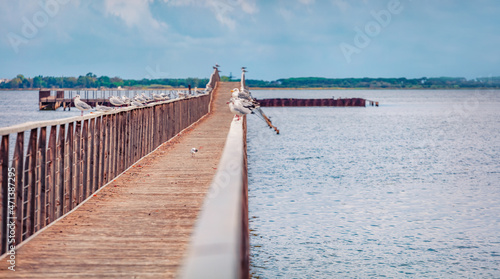 Seagulls sit on the railing of wooden bridge on Lesina lake, 22-km-long, biodiverse lagoon with a walkway, wildlife-observation deck and large eel population. Beauty of nature concept background. photo