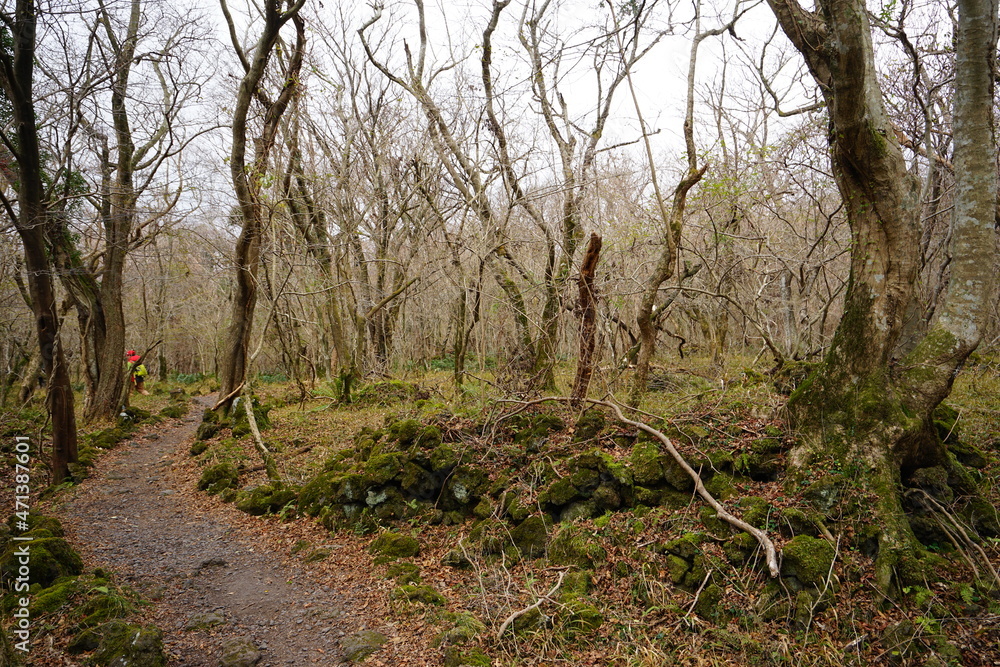 a winter forest with old trees and vines