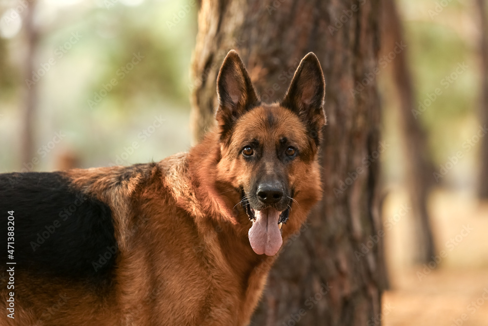 Cute German Shepherd dog outdoors Cute German Shepherd dog outdoors