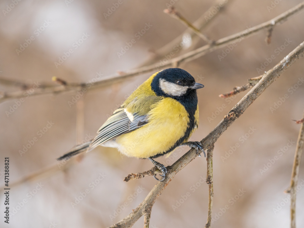 Cute bird Great tit, songbird sitting on a branch without leaves in the autumn or winter. Cute bird Great tit, songbird sitting on a branch without leaves in the autumn or winter.