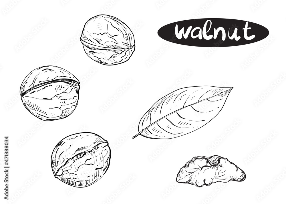Hand drawn sketch black and white set of walnut, shell, leaf. Vector illustration. Elements in graphic style label, card, sticker, menu, package. Engraved style illustration. Hand drawn sketch black and white set of walnut, shell, leaf. Vector illustration. Elements in graphic style label, card, sticker, menu, package. Engraved style illustration.