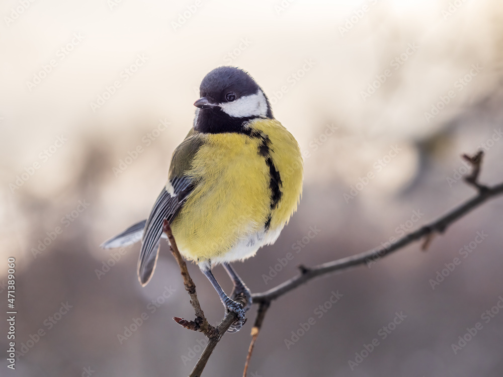 Cute bird Great tit, songbird sitting on a branch without leaves in the autumn or winter. Cute bird Great tit, songbird sitting on a branch without leaves in the autumn or winter.