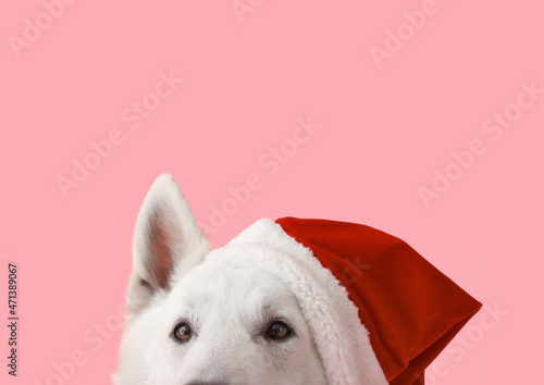 Cute white dog in Santa hat on color background
