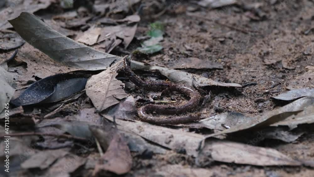 An Earthworm seen coiling its body in pain as the black army of ants attacked it together; Razorjaw Ants, Leptogenys, Khao Yai National Park, Thailand. An Earthworm seen coiling its body in pain as the black army of ants attacked it together; Razorjaw Ants, Leptogenys, Khao Yai National Park, Thailand.