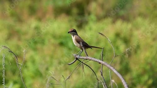 Seen perched on a branch with twigs wagging its tail around while looking for some prey to eat; Brown Shrike, Lanius cristatus, Phrachuap Khiri Khan, Thailand. photo