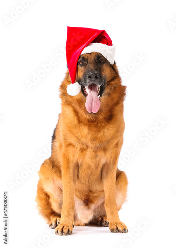Cute German Shepherd dog in Santa hat on white background © Pixel-Shot