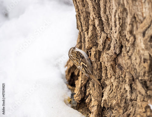 Little bird Eurasian treecreeper crawling on a tree in winter. Nature background. Bird: Short toed Treecreeper. Certhia brachydactyla.